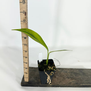 Z-4720 - Epipremnum amplissimum Variegata