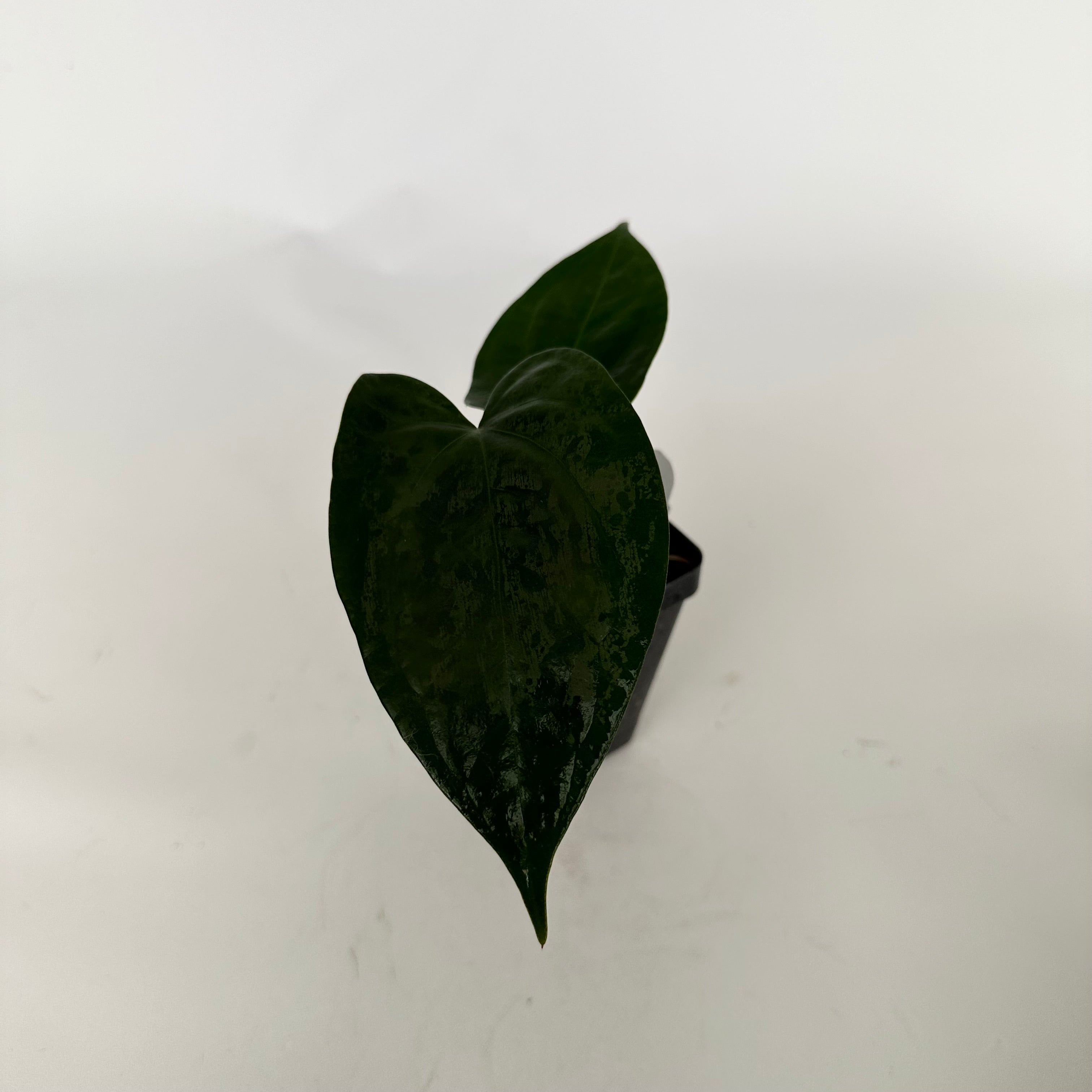 anthurium nega Anthurium 'Not The Mama'/forgetii x nigrolaminum 'Gigi' – Steve's Leaves