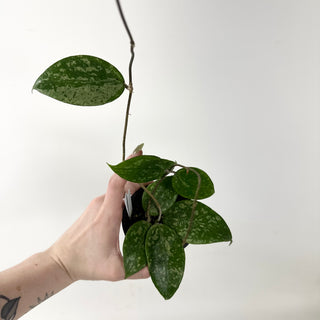 Hoya verticillata ksb silver [#1861]