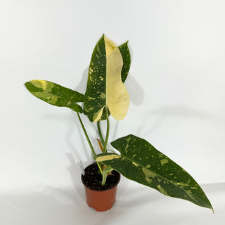 Philodendron 'Jose Buono' (Texas Form)  [#1544]