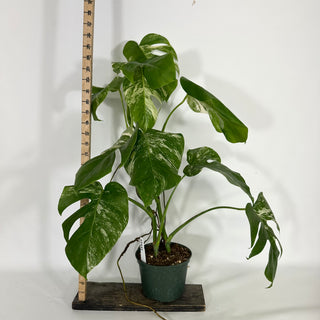 Monstera deliciosa var. borsigiana albo-variegata - 2 Plants [#1641]