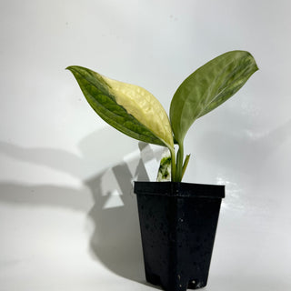 Monstera sp. 'Peru' variegata [#1928]
