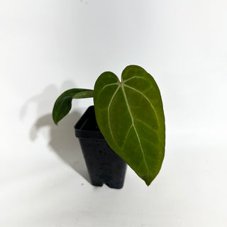 Anthurium Variegated ('Ace of Spades'/papillilaminum) x self [#1989]
