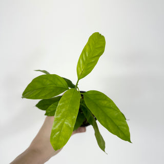 Hoya solokensis [#2167]