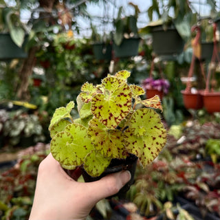 Begonia 'Harmony's Ray Glo'