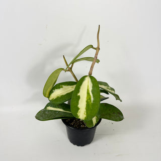 Hoya diversifolia (inner variegated) [#1725]