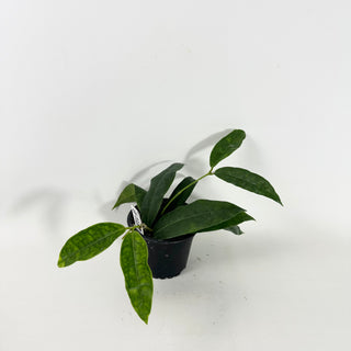 Hoya surisana [#2139]