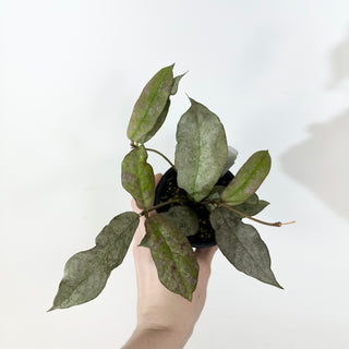 Hoya mitrata (silver) [#2365]