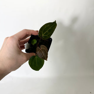 Anthurium 'Wonderboy' x 'Delta Force' - Seedling [#1722]