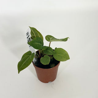 Anthurium 'Doc Block F3' - 3 Seedlings [#1527]