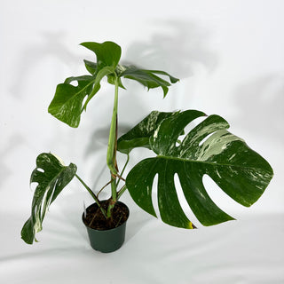 Monstera deliciosa var. borsigiana albo-variegata [#1256]