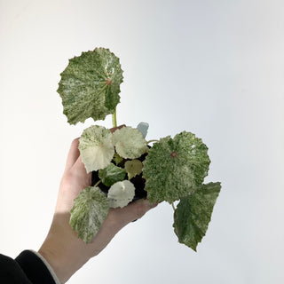 Z-5306 - Begonia conchifolia var. rubrimacula variegata