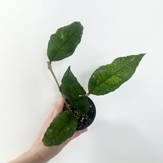 Hoya sp. Nong Nooch [#1961]