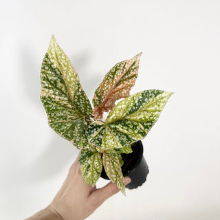Begonia 'Snow Capped' (Variegated) [#2132]