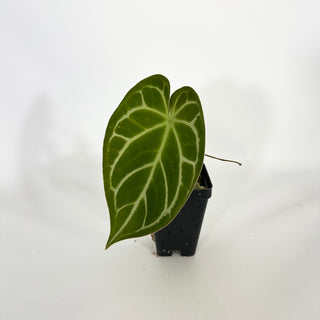 Anthurium magnificum verde x 'Silver Blush' [#1611]