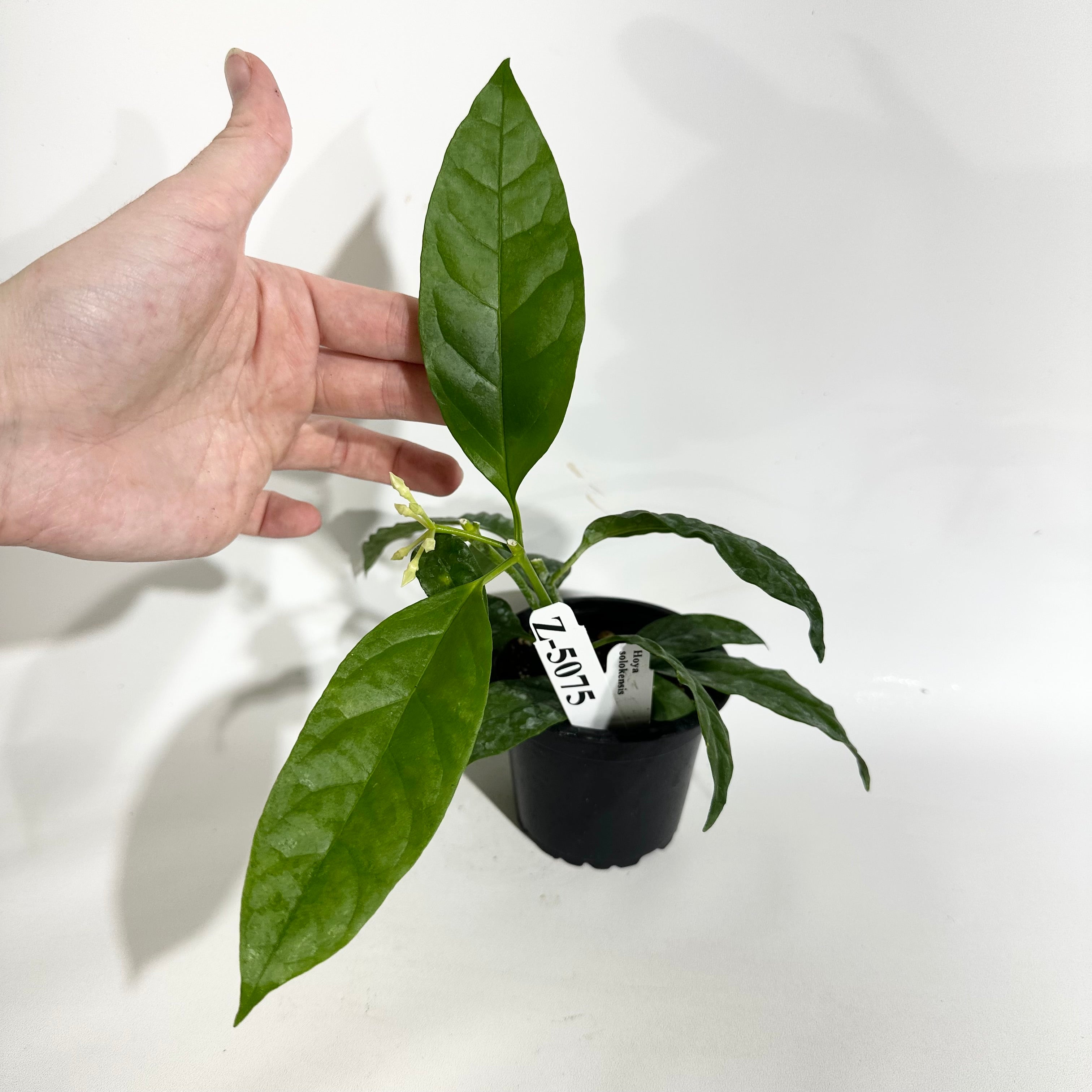 Z-5075 - Hoya solokensis – Steve's Leaves