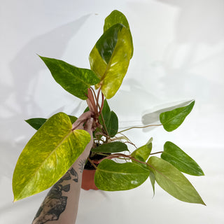 Philodendron 'Painted Lady' (Non-TC) [#1958]