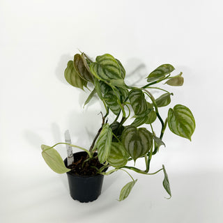 Z-4537 - Philodendron aff. brandtianum