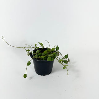 Dischidia "One-Stripe"