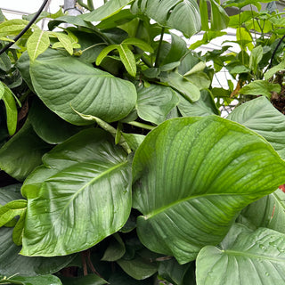 Monstera tenuis - 5.5" Pot