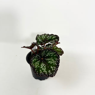 Begonia 'Fairytale' [#2117]