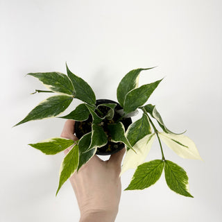 Hoya polyneura (outer variegated) [#1727]
