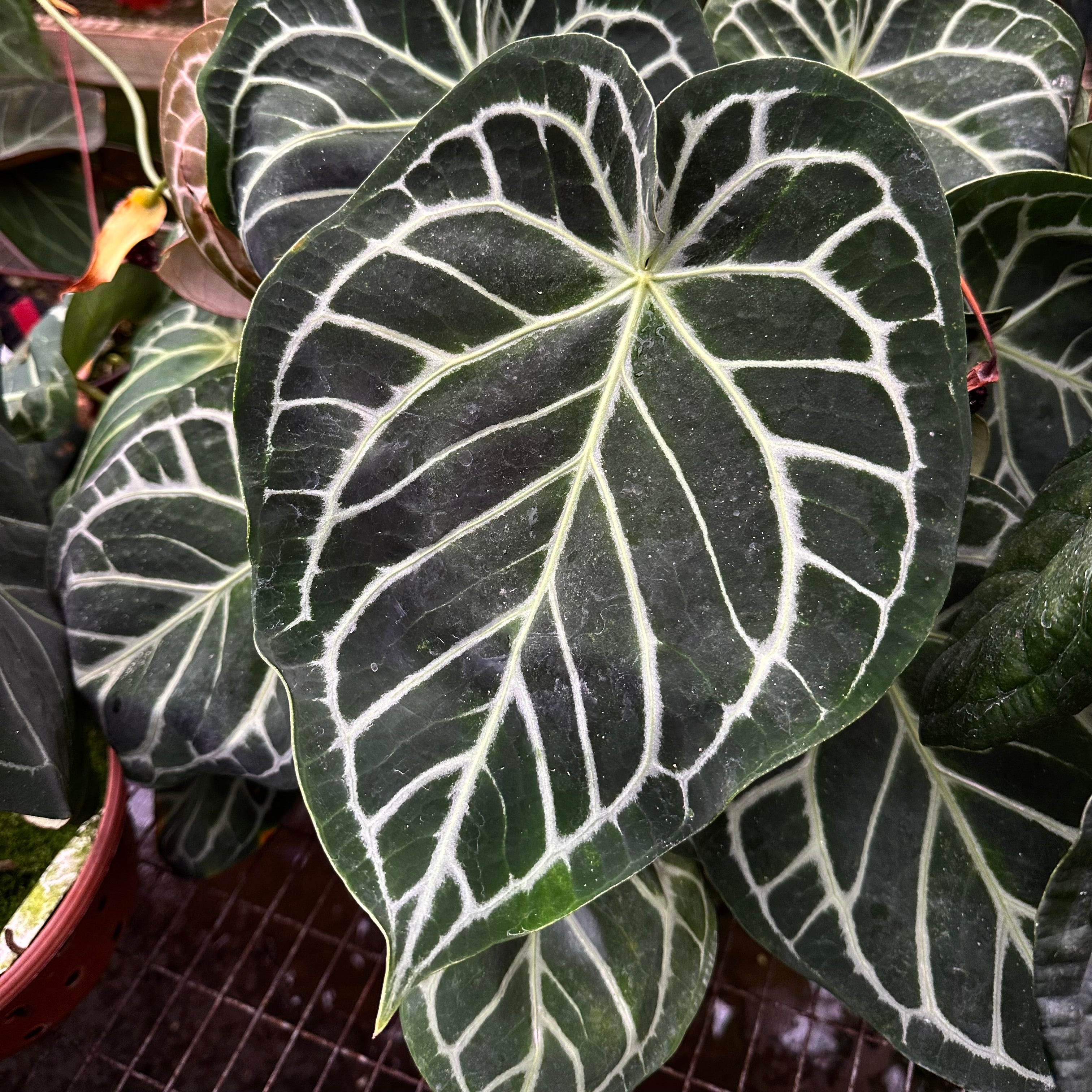 anthurium michelle Anthurium 'Brielle'/'Michelle' x self