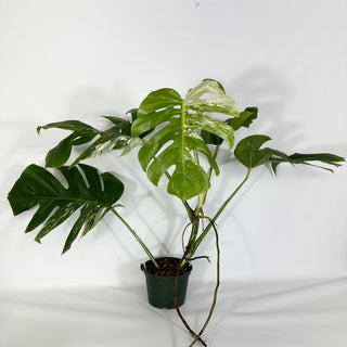 Monstera deliciosa var. borsigiana albo-variegata [#1488]