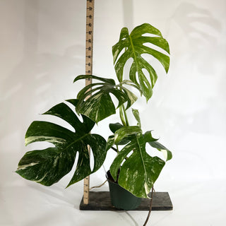 Monstera deliciosa var. borsigiana albo-variegata [#1849]