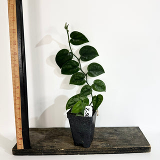 Z-5099 - Scindapsus pictus 'Black Mamba'