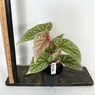 Begonia 'Snow Capped' (Variegated) [#2108]
