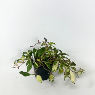 Hoya lacunosa minara [#1954]