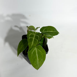 Anthurium magnificum/‘Silver Blush' x 'Arnold Schwarzenegger'