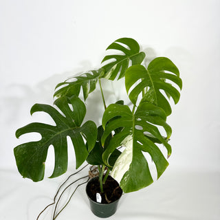 Monstera deliciosa var. borsigiana albo-variegata [#1446]