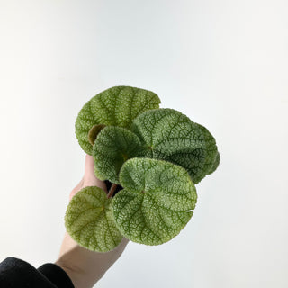 Begonia U702 [#2239]