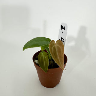 Z-4544 - Anthurium forgetii/'Ace of Spades' x 'Arnold Schwarzenegger' - 2 Seedlings
