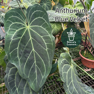 Anthurium 'Blue Velvet' x crystallinum