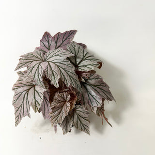 Begonia 'Lamoon' [#2015]