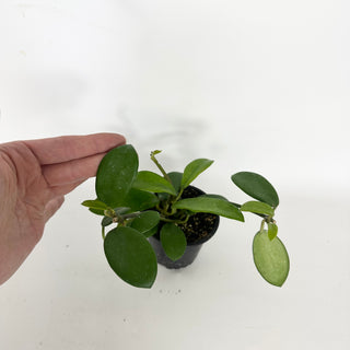 Hoya liangii [#2315]