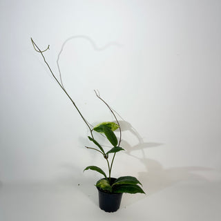 Hoya incrassata "Moon Shadow" [#2181]