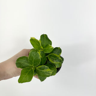 Hoya obscura (outer variegated) [#2206]