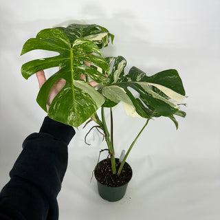 Monstera deliciosa var. borsigiana albo-variegata [#1232]