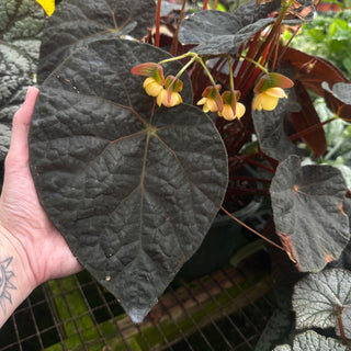 Begonia 'Steve's Leaves Black Hole Sun'