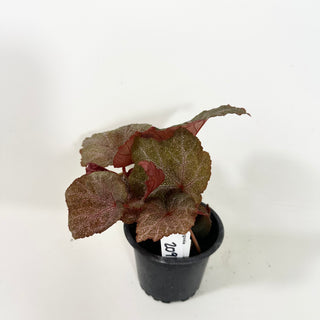 Begonia 'Robin' [#2091]