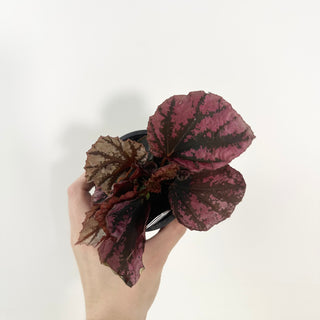 Begonia 'Snowberry' [#2122]