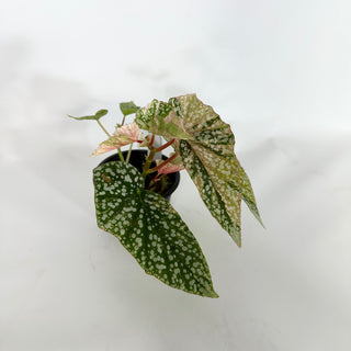 Begonia 'Snow Capped' (Variegated) [#1132]