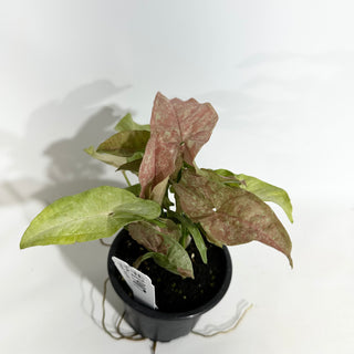 Syngonium podophyllum 'Pink Anya' [#1907]