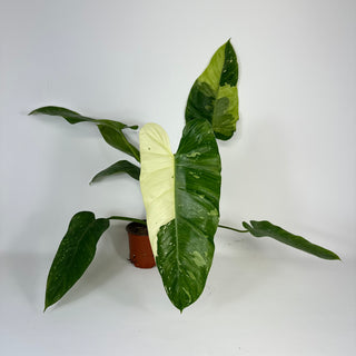 Philodendron 'Jose Buono' [#2094]