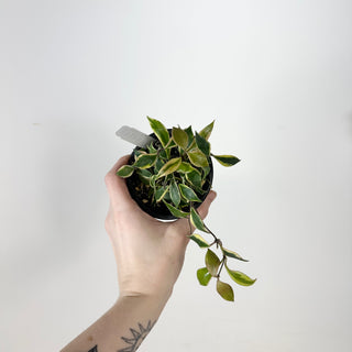 Hoya bakoensis (outer-variegated) [#2352]