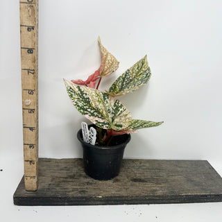 Begonia 'Snow Capped' (Variegated) [#2495]